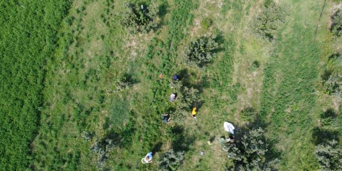 Adana'da bir ilk: Karadeniz'den getirdiği fındığı Toroslar'da yetiştirdi, şimdi herkese ücretsiz fidan dağıtıyor!