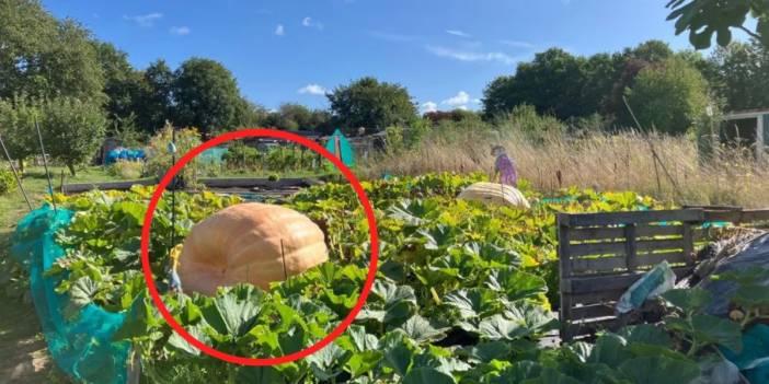 Bahçesine kabak eken çift şaşkına döndü! Kabak bahçelerine sığmadı: Dev kabak için vinç çağıracaklar