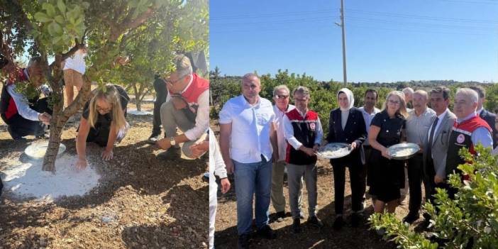 O ilimizde çifte sevinç! Hem coğrafi işaretli damla sakızı hem de zeytin için hasat başladı