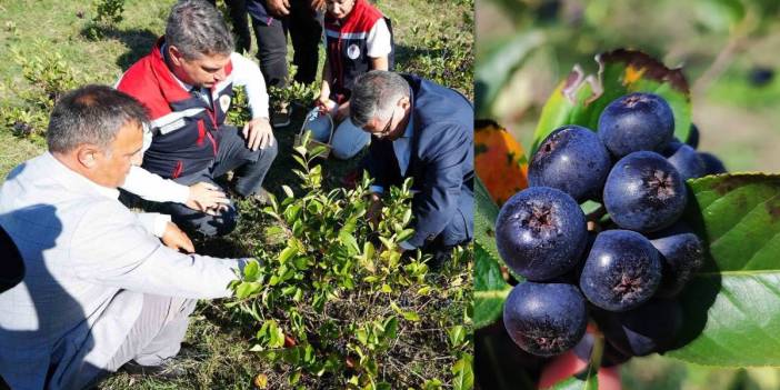 Hem ekonomiye katkı sağlıyor hem de şifa deposu! "Süper meyve" aronyanın hasadı başladı