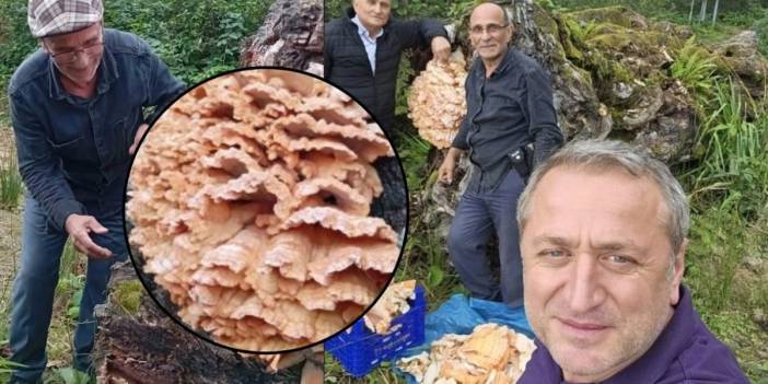 Ormana gezintiye çıktılar! Kütükteki manzara şaşkına çevirdi: Tüm köye yetecek kadar mantar buldular