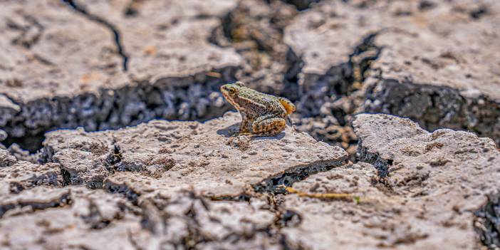 Yeraltı suları tükeniyor, sulak alanlar kayboluyor... Türkiye 2050'ye kadar su fakiri ülke olma riskiyle karşı karşıya