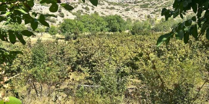 Erzincan'da bir başarı hikayesi: Hayvancılık yapan çift, Karadeniz fındığını Kemah'ta yetiştirdi, 1 ton ürün bekliyor!