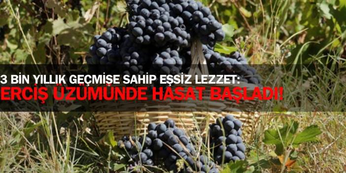 Coğrafi işaretli 3 bin yıllık geçmişe sahip lezzet! Van’ın gözbebeği, Erciş eşsiz üzümünde hasat başladı