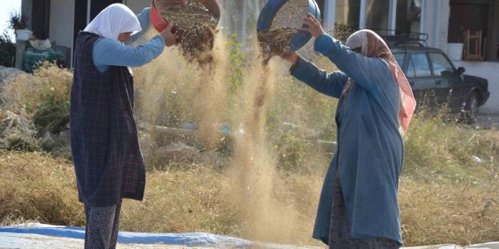 Zirai ilaç yok, susuz üretim var! Hasadı başladı: Sofraların olmazsa olmazı 120 liraya satışta