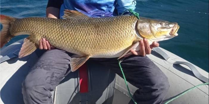 Elazığ'da oltanın ucundaki canavar! Yarım saatlik mücadele sonunda dev turna balığını kıyıya çekti