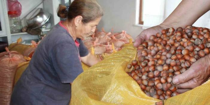 Ürünleri topladılar, evlere depoladılar! Don vurunca bekletmeye karar verdiler: Beklentileri 500 lira