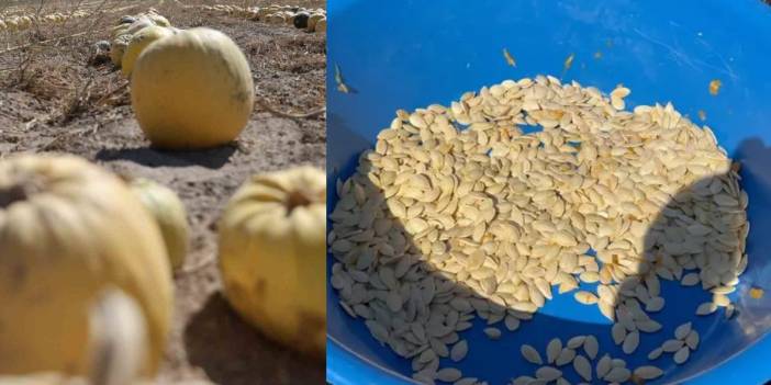 Coğrafi işaretli üründe hasat zamanı! Türkiye'nin üretim lideri Nevşehir'de kabak çekirdeği hasadı başladı