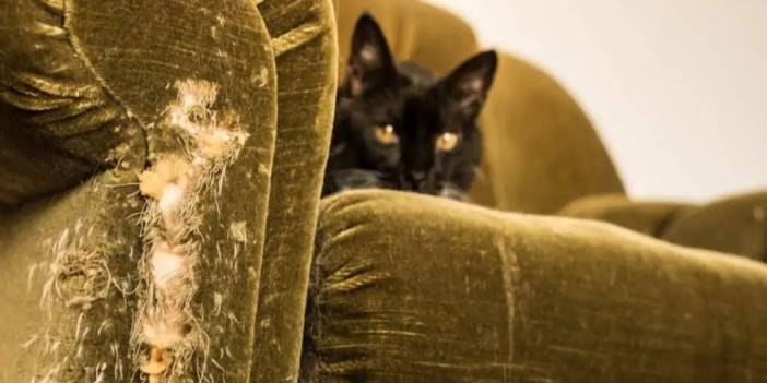Koltuklarınızı tırmalamasını önleyecek o basit yöntem: Kedinizin nefret ettiği, sizin çok seveceğiniz doğal sprey tarifi!