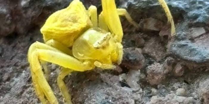 Elazığ'da şaşırtan keşif: Bukalemun gibi renk değiştiren "sarı yengeç örümceği" görüntülendi!