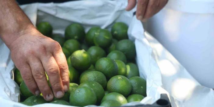 Kuraklık rekolteyi etkiledi, fiyatlar çiftçiyi memnun etmedi! Tarlada kilosu 30-40 liraya satılıyor