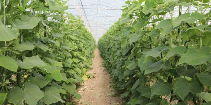 Elazığ'da seralar şenlendi: Binlerce tonluk salatalık hasadı başladı