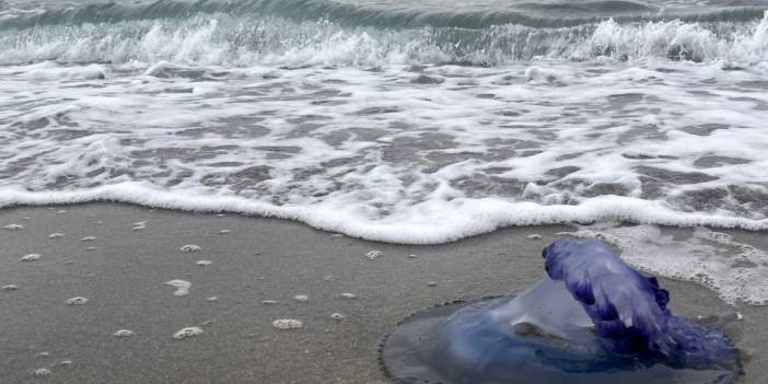 Marmara'da endişelendiren görüntü! Binlerce denizanası bir gecede ölüp kıyıya vurdu!