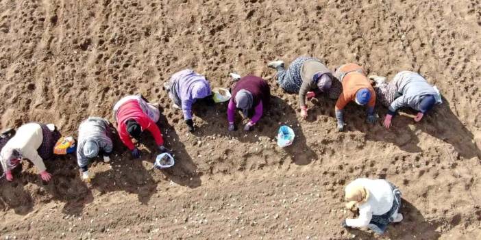 Sıfır masraf günlük 1200 TL kazanç! Sıcaklara meydan okuyorlar, ceplerini bu işle dolduruyorlar