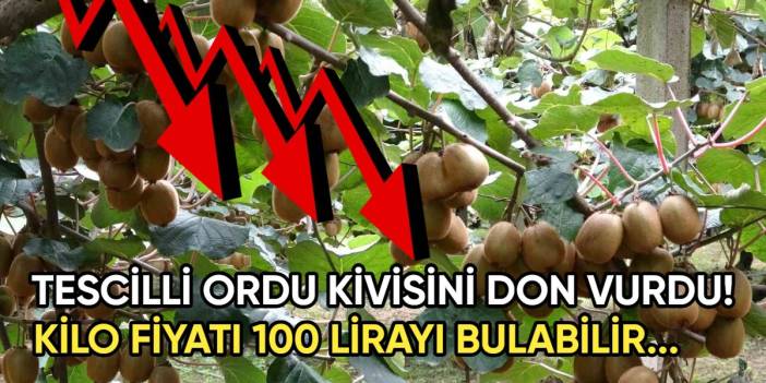 Tescilli Ordu kivisini don vurdu! Rekolte yarı yarıya düştü: Fiyat 100 lirayı görecek