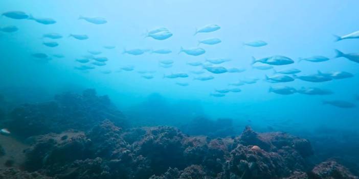 İzmit Körfezi'nde dip çamuru temizliği meyvelerini verdi! Balık sürüleri artık gözle görülüyor