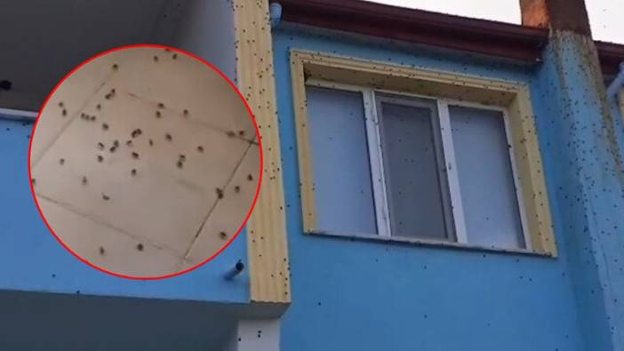 Bartın'da kokarca kabusu: Dev boyutlara ulaşan sürüler ev ve arabaları istila etti