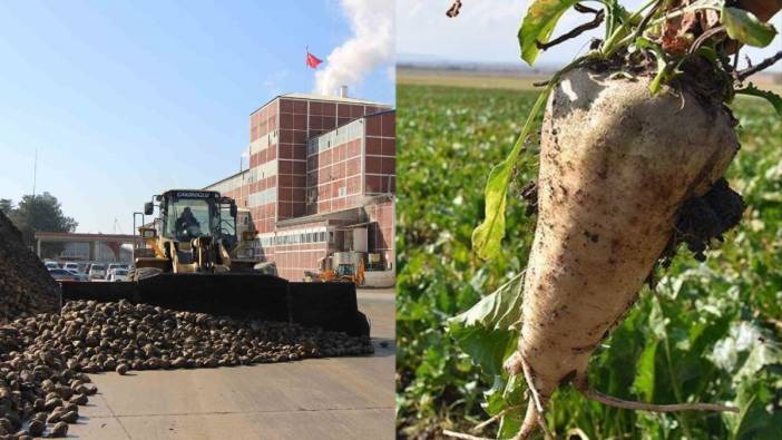 Zirai don şeker pancarını da vurdu! 10 bin dekarlık alanda üretim olmadı: Alım fiyatı 3.100 TL oldu