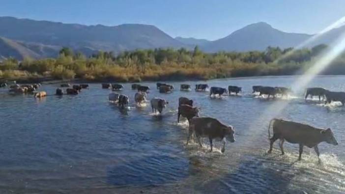 Anadolu'daki kuraklık Karasu'yu vurdu: Hayvanlar suyu yürüyerek geçiyor