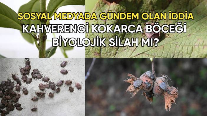 Sosyal medyada gündem olan iddia! Kahverengi kokarca böceği biyolojik silah mı?