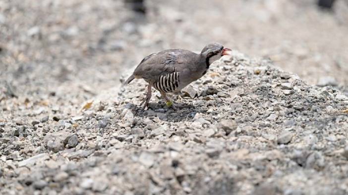 90 keklik kurtarıldı