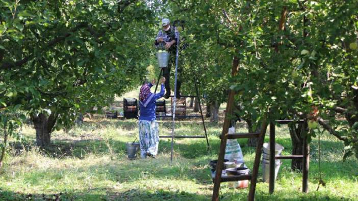 Bu sefer bereketli hasat yok: Zirai don vurdu, ağaçlar meyve vermedi!