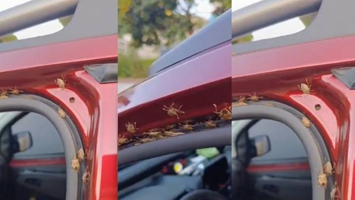 Kokarca böceği istilası her yerde! Arabasının kapısını açan vatandaş gözlerine inanamadı