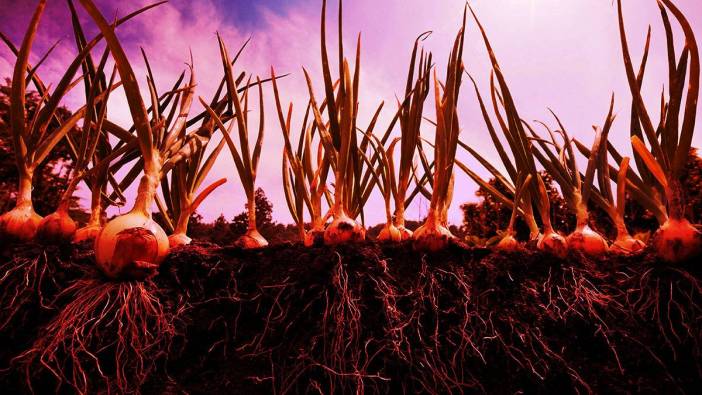 Korkulan oldu! Nanoplastikler, denizden sonra karasal besin zincirine de tamamen yayıldı