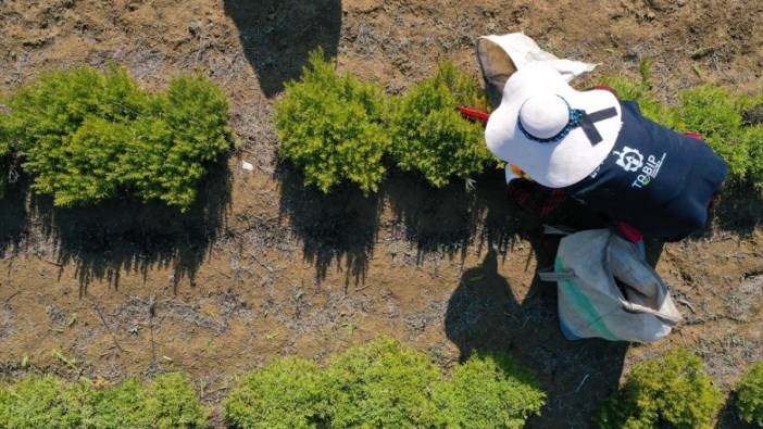 Kuraklıktan etkilenmedi, çiftçinin yüzünü güldürdü! Kocaeli’de altın değerinde hasat başladı