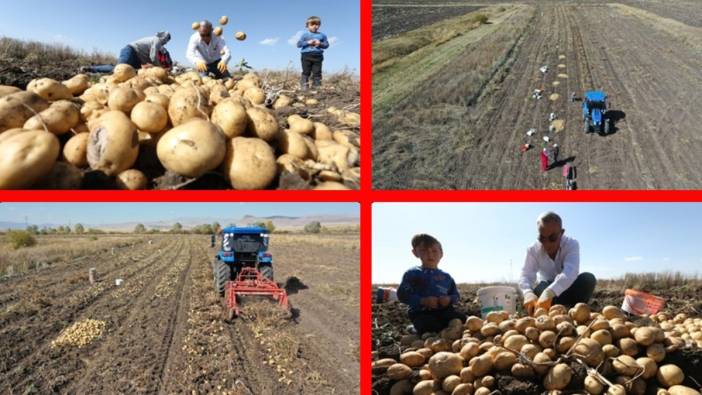 400 dönüm ektiler, toprak donmadan hasada başladılar! Atadan kalma yöntemlerle yetiştiriyorlar