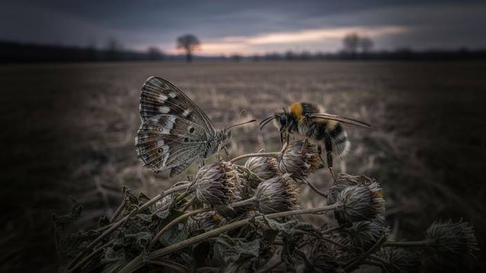 Gıda alarmı! Arılar ve kelebekler olmadan soframız boş kalabilir
