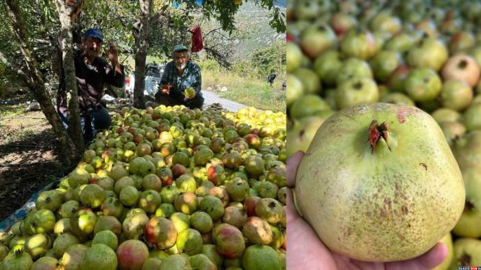 Tescilli üründe hasat heyecanı! Kilosu 50 liradan alıcı buluyor: Çekirdeksiz narda yıllık rekolte 2 bin 500 ton
