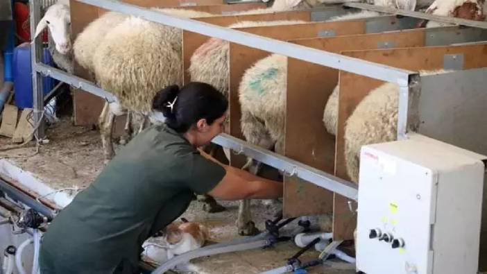 Baba evini bıraktı, kendi işinin sahibi oldu! Antalya’dan Afyon’a gitti sermayesini katladıkça katladı
