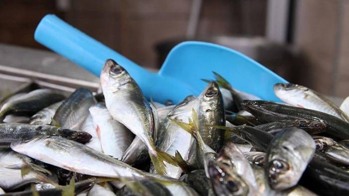 Balık savaşları başladı! Kışın en faydalısı belli oldu: Bu balığı yiyen kolay kolay hastalanmıyor