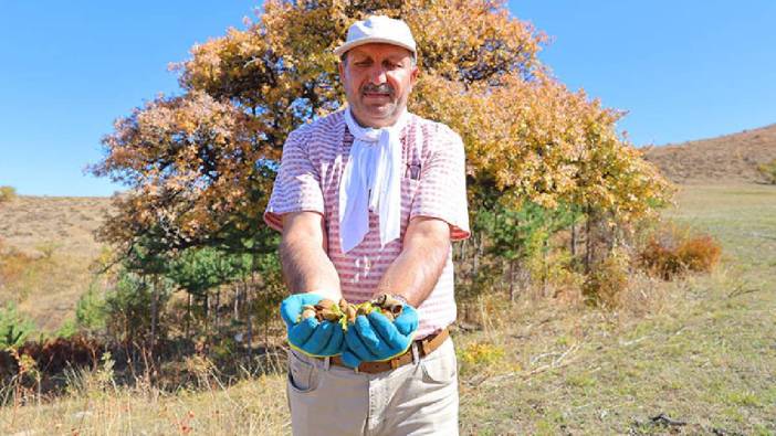 21 yıldır cebinde taşıyor, her yere ekiyor! Çorak araziler sayesinde ağaçlandı: Doğal tohumla canlandırıyor