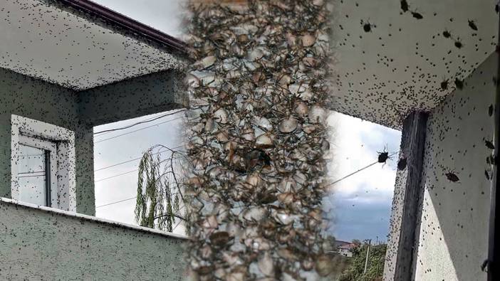 Soğuklardan kaçan kahverengi kokarca böcekleri, evleri istila ediyor!