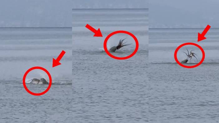 Görüntüler bir belgeselden değil, İzmir'den! Ahtapotu yediği anlar anbean kameraya yansıdı