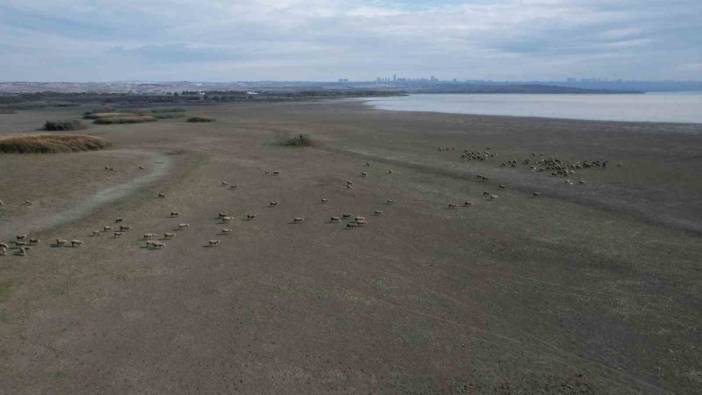 İstanbul'da su alarmı! Büyükçekmece Gölü'nde su seviyesi kritik düzeyde: Kuruyan alanda koyunlar otluyor