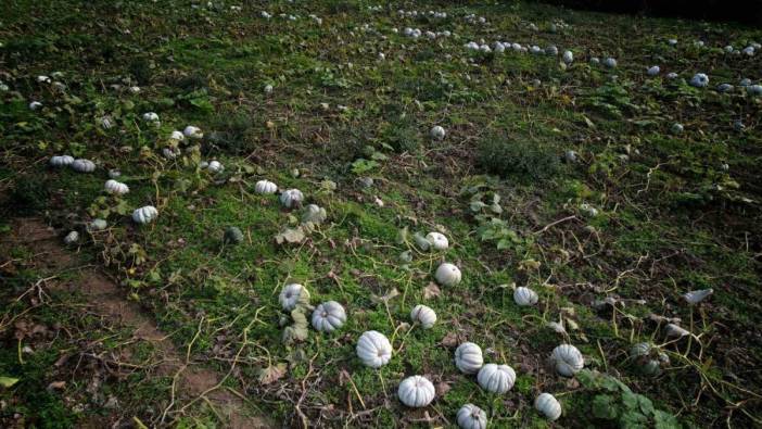 Her yerde kabak tatlısı ama orada elmas! Sakarya'nın 'beyaz elması' tarlalardan sofralara ulaştı: Yurt dışından bile geliyorlar