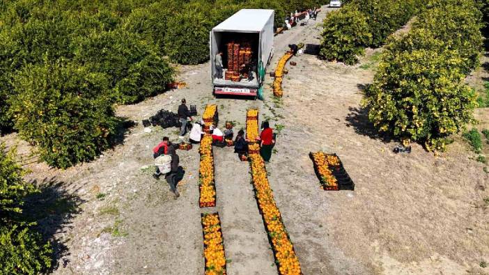 Mevsimin en ucuz meyvesi oldu! 15 TL’den 8 TL’ye geriledi…