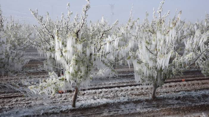 2025’te tarımda büyük kayıp: Zirai don için 23 milyar lira hasar ödemesi yapıldı