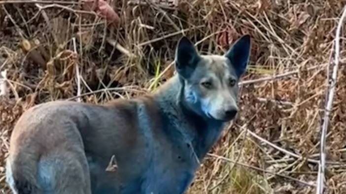 Çernobil'de felaketin etkisi sürüyor: Sokak köpeklerinin tüyleri maviye döndü