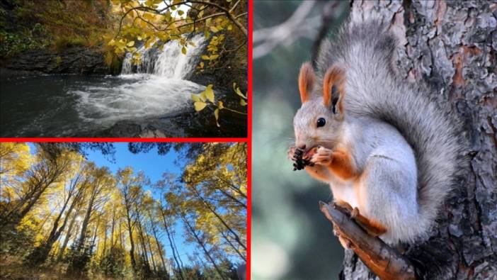 Sonbahar güzelliği ile büyülüyor! Kars’taki Keklik Vadisi görenleri hayran bırakıyor