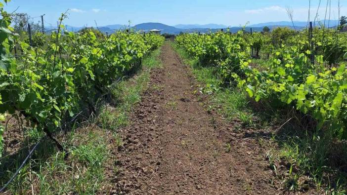 Türk bağcılığı için devrim gibi adım: Dona karşı kalkan olacak projeye TÜBİTAK desteği