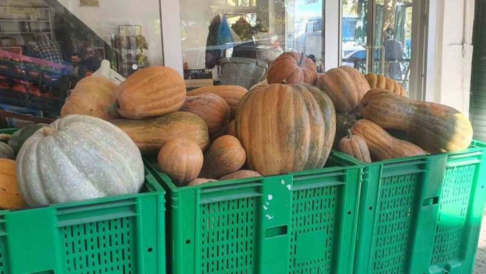 Tarladaki kabaktan dev rekor! Hiç ilaç kullanılmıyor: Elazığ’da ata tohumuyla yetişen kabaklar 35 kiloya ulaştı