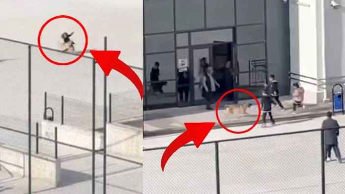 Okul bahçesinde tehlike! Başıboş köpek öğrencilere büyük korku yaşattı