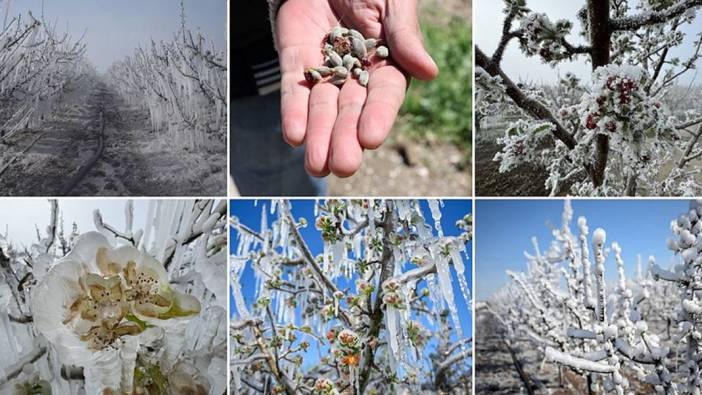 Zirai dondan etkilenen üreticilere destek ödemesi yapılacak