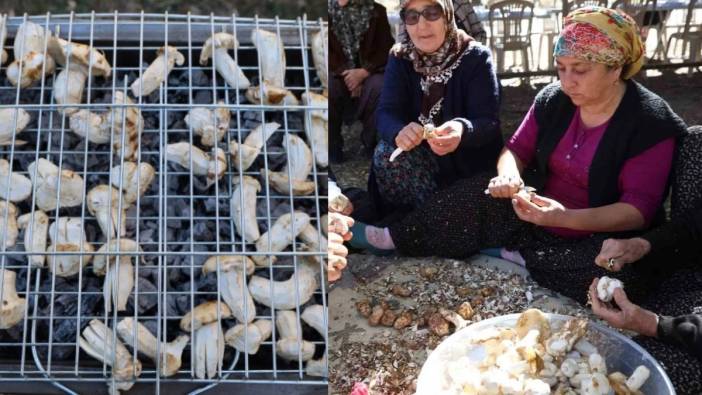 Bedavaya topluyorlar, bin liraya satıyorlar! Erken kalkan köşeyi dönüyor: Japonların gözdesi tezgahlarda