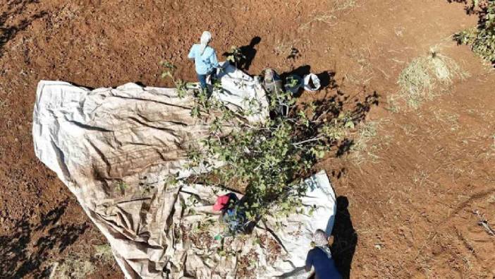 Zeytin ve buğdaydan umduğunu bulamayan çiftçi, fıstıkta güldü! 13 bin ağaçta hasat başladı: Bölgenin yeni umudu oldu