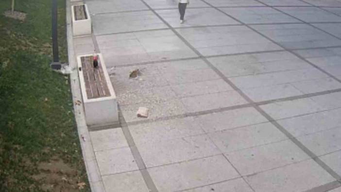 Çekirdek çöpünü aldırmadan yere attılar! Görüntülerden tespit edildi: Cezayı kesmeden önce yerleri temizlettiler